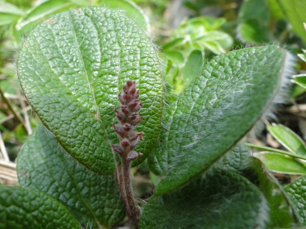 Villosa, irsuta, lanuginosa....: Salix reticulata L.